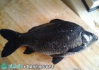 2021年6月28日黑鲫价格行情、今...