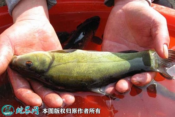 2021年6月29日丁桂鱼价格行情、今日丁鱥多少钱一斤?