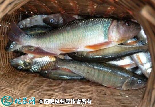2021年6月29日马口鱼价格行情、今日马口鱼多少钱一斤?