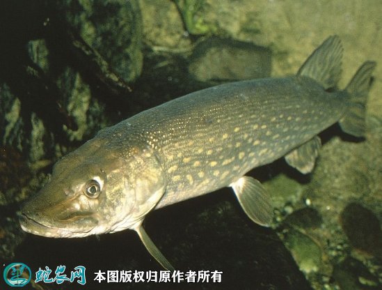 2021年6月29日狗鱼价格行情、今日黑龙江狗鱼多少钱一斤?