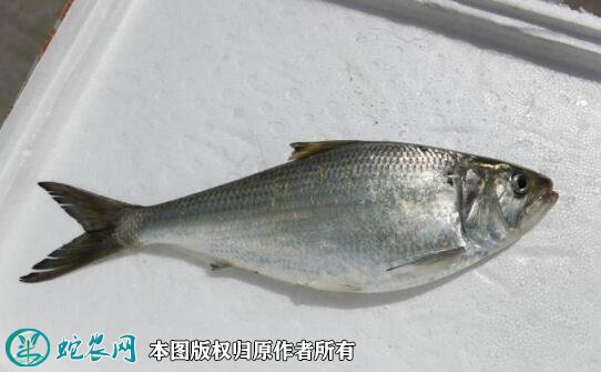 2021年6月29日鲥鱼价格行情、今日鲥鱼多少钱一斤?