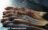 2021年6月29日棍子鱼价格行情、...