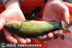 2021年6月29日丁桂鱼价格行情、...