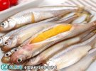 2021年6月29日公鱼价格行情、今...