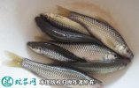 2021年6月29日麦穗鱼价格行情、...