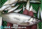 2021年6月29日刁子鱼价格行情、...