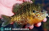 2021年6月29日太阳鱼价格行情、...