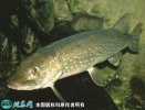 2021年6月29日狗鱼价格行情、今...
