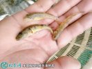 2021年6月29日山根鱼价格行情、...