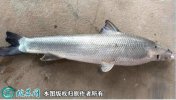2021年6月29日大鳞鲃鱼价格行情...