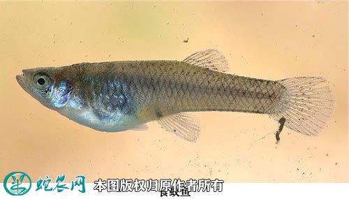 2021年6月30日食蚊鱼价格行情、今日柳条鱼/大肚鱼多少钱一斤?
