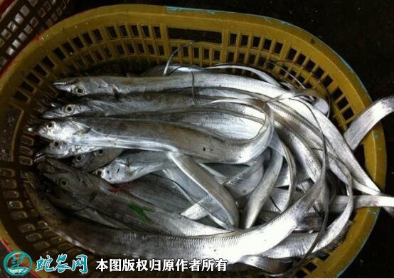 2021年6月30日南海带鱼价格行情、今日南海带鱼多少钱一斤？