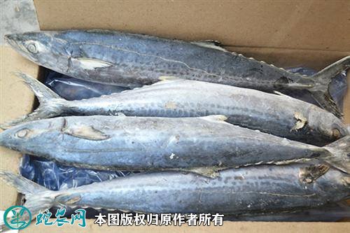 2021年6月30日鲅鱼价格行情、今日各种鲅鱼多少钱一斤?