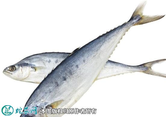 2021年6月30日燕鲅鱼价格行情、今日燕鲅鱼多少钱一斤？