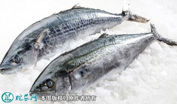 2021年6月30日马鲛鱼价格行情、今日马鲛鱼多少钱一斤？