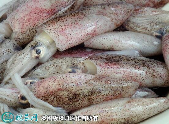 2021年6月30日深水墨鱼价格行情、今日深水乌贼多少钱一斤?