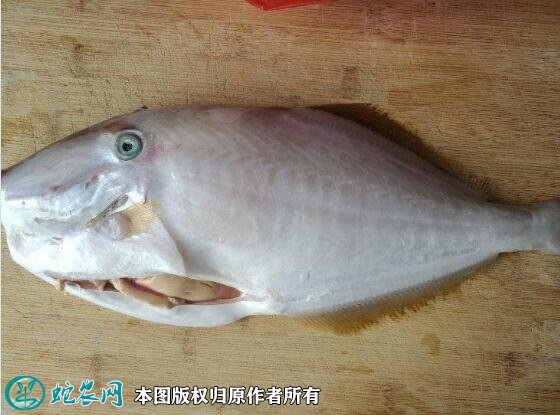 2021年6月30日马面鱼价格行情、今日耗儿鱼/绿鳍马面鲀多少钱一斤?