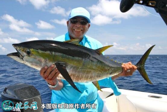 2021年6月30日金枪鱼价格行情、今日金枪鱼多少钱一斤?