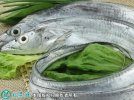 2021年6月30日东海带鱼价格行情...