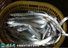 2021年6月30日南海带鱼价格行情...