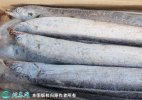 2021年6月30日山东带鱼价格行情...