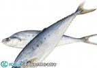 2021年6月30日燕鲅鱼价格行情、...