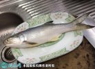 2021年6月30日马友鱼价格行情、...