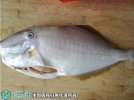 2021年6月30日马面鱼价格行情、...
