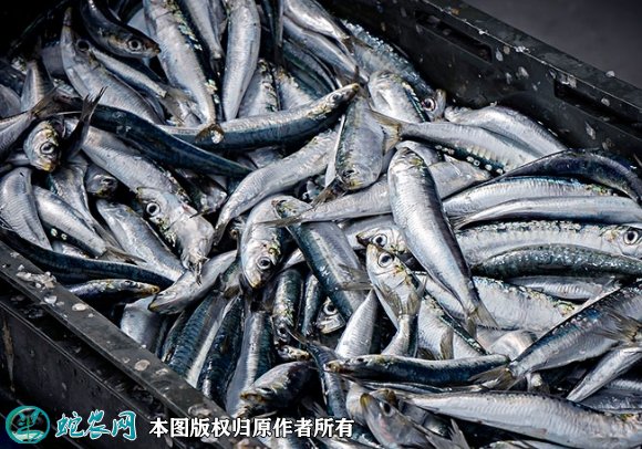 2021年7月1日沙丁鱼价格行情、今日沙丁鱼多少钱一斤？