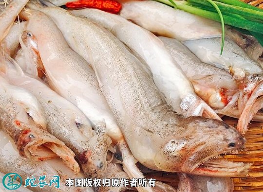 2021年7月1日龙头鱼价格行情、今日龙头鱼多少钱一斤?