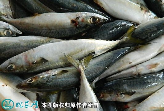 2021年7月1日青占鱼价格行情、今日青占鱼多少钱一斤？