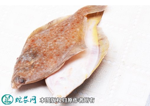 2021年7月1日黄尾鲽鱼价格行情、今日黄尾鲽鱼多少钱一斤?