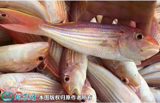 2021年7月1日金线鱼价格行情、今日金线鱼多少钱一斤?