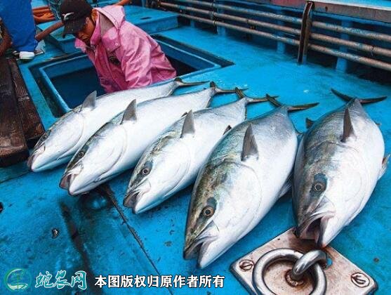 2021年7月1日油甘鱼价格行情、今日鰤鱼多少钱一斤?