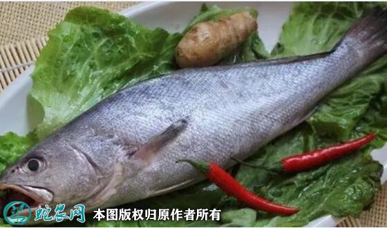 2021年7月1日灰米鱼价格行情、今日鮸鱼多少钱一斤?