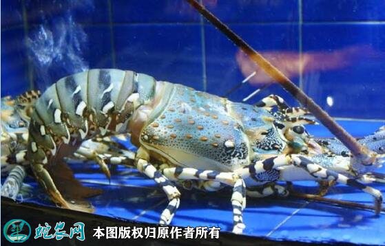 2021年7月1日大龙虾价格行情、今日大龙虾多少钱一斤?