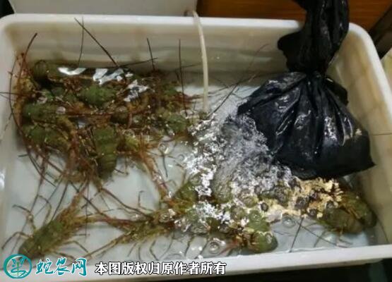 2021年7月1日越南青龙虾价格行情、今日花龙虾、小青龙虾多少钱一斤?