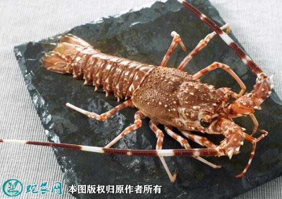 2021年7月1日中国龙虾价格行情、今日中国龙虾多少钱一斤?