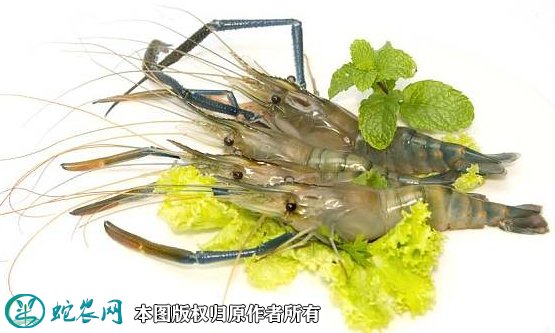2021年7月1日对虾价格行情、今日各种对虾多少钱一斤?