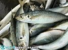 2021年7月1日巴浪鱼价格行情、今...