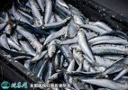 2021年7月1日沙丁鱼价格行情、今...