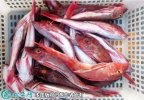 2021年7月1日红头鱼价格行情、今...