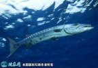 2021年7月1日梭鱼价格行情、今日...