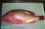2021年7月1日红鳍笛鲷价格行情、...