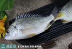 2021年7月1日黄翅鱼价格行情、今...