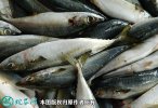 2021年7月1日青占鱼价格行情、今...