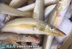2021年7月1日沙尖鱼价格行情、今...