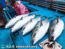 2021年7月1日油甘鱼价格行情、今...