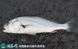 2021年7月1日白姑鱼价格行情、今...