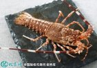 2021年7月1日中国龙虾价格行情、...